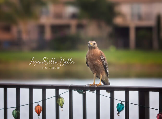 A hawk sits perched on a black metal railing decorated with colorful string lights, capturing the essence of nature with a blurred background of greenery and buildings. The text "Lisa Della Bella Photography" is displayed on the left side of the image.