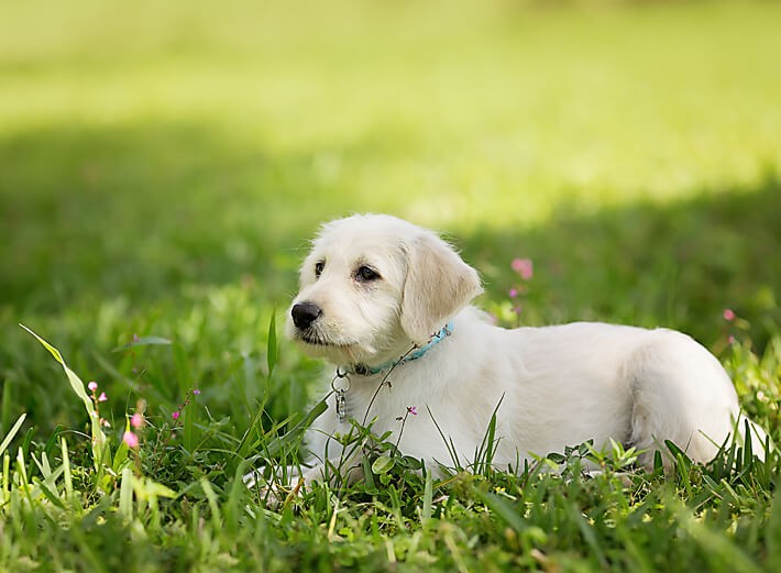 White puppy relaxing in the shade on the grass