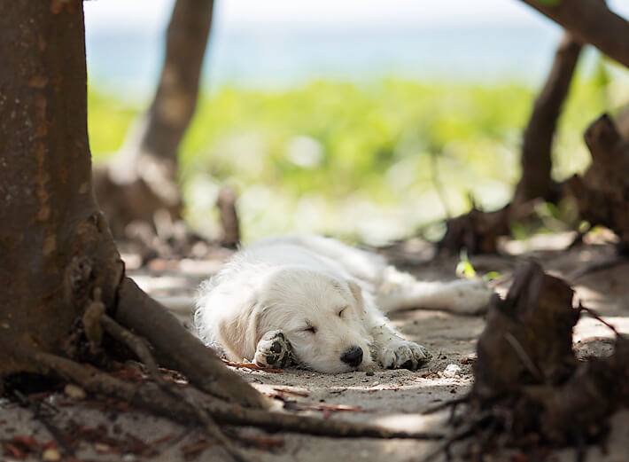 White puppy sleeping in a shady spot on the beach